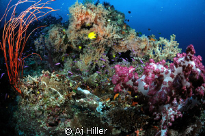 Healthy coral reef, shot with Nikon D2X, 10.5mm fisheye, ... by Aj Hiller 
